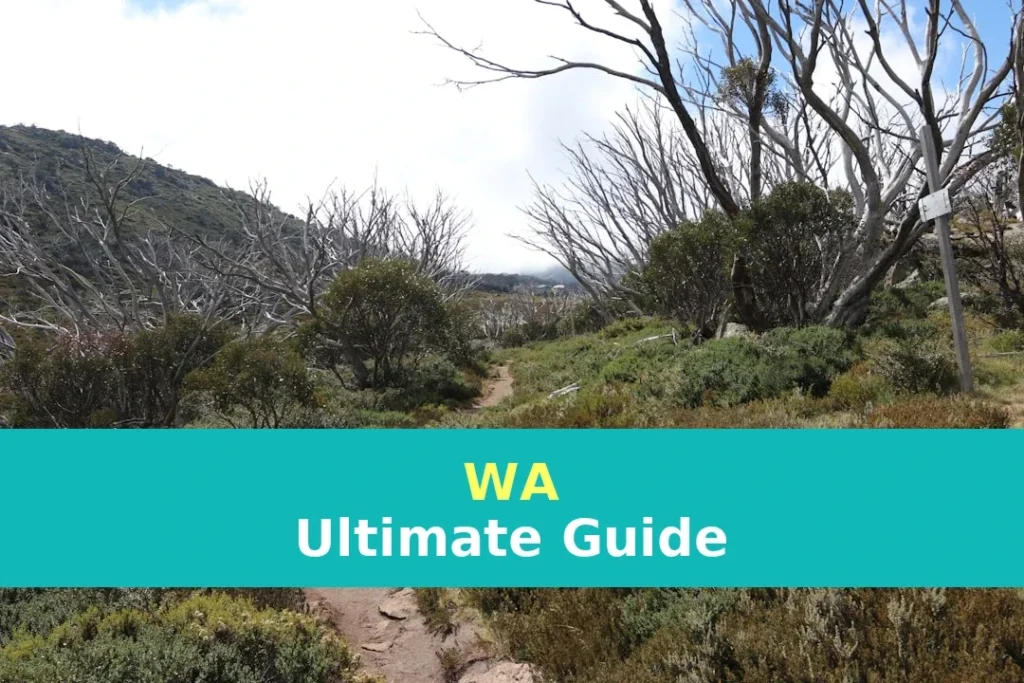 a dirt path in the middle of a forest