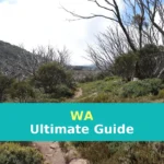 a dirt path in the middle of a forest