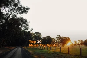green grass field with trees during daytime