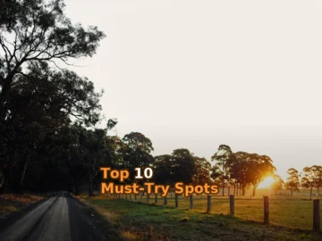 green grass field with trees during daytime