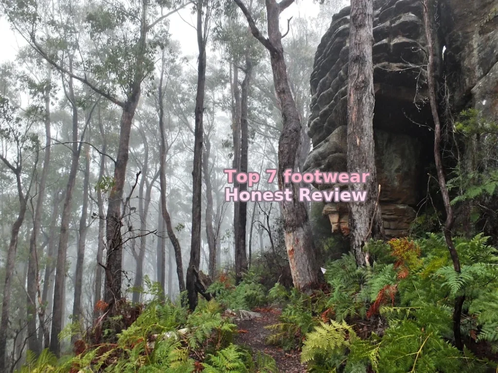 a forest with trees and plants