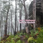 a forest with trees and plants