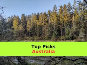 A river flows through the forest landscape.