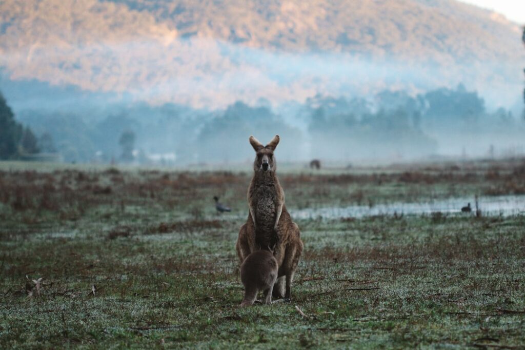 Rock Climbing in Grampians | Everything You Need to Know! 🧗‍♂️