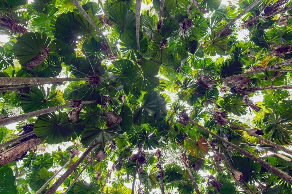 Daintree Stargazing on a Budget! 🌌 Your Complete First-Timer’s Guide!