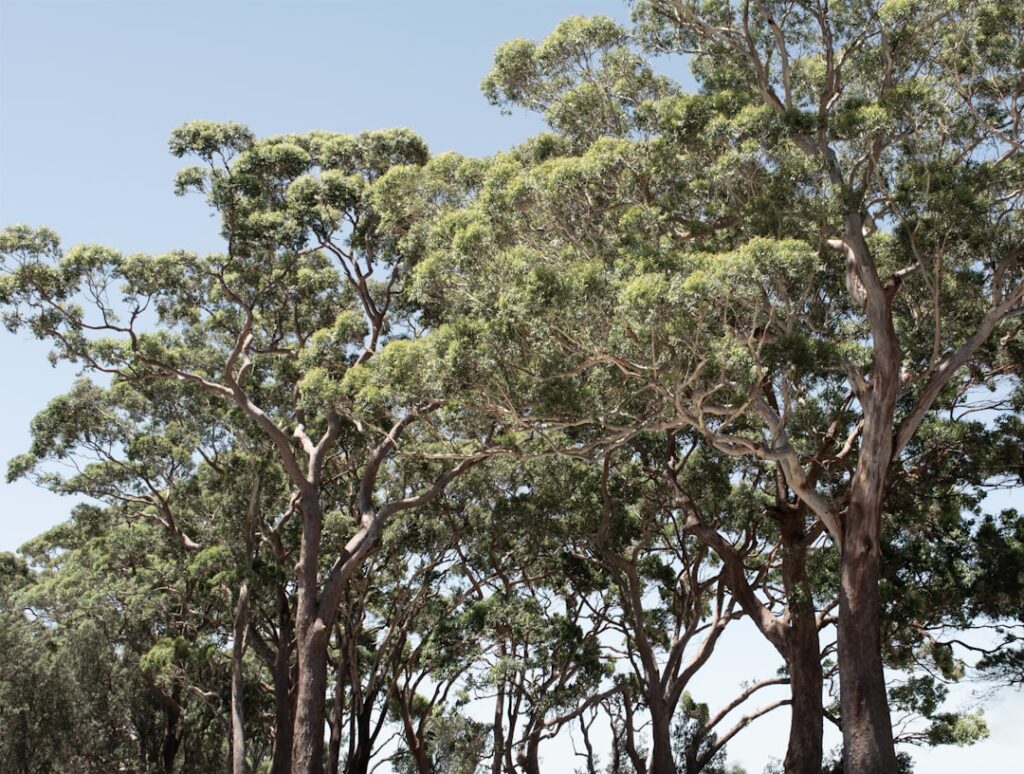 🏖️ My top 12 picks for South Coast NSW adventures – ranked!